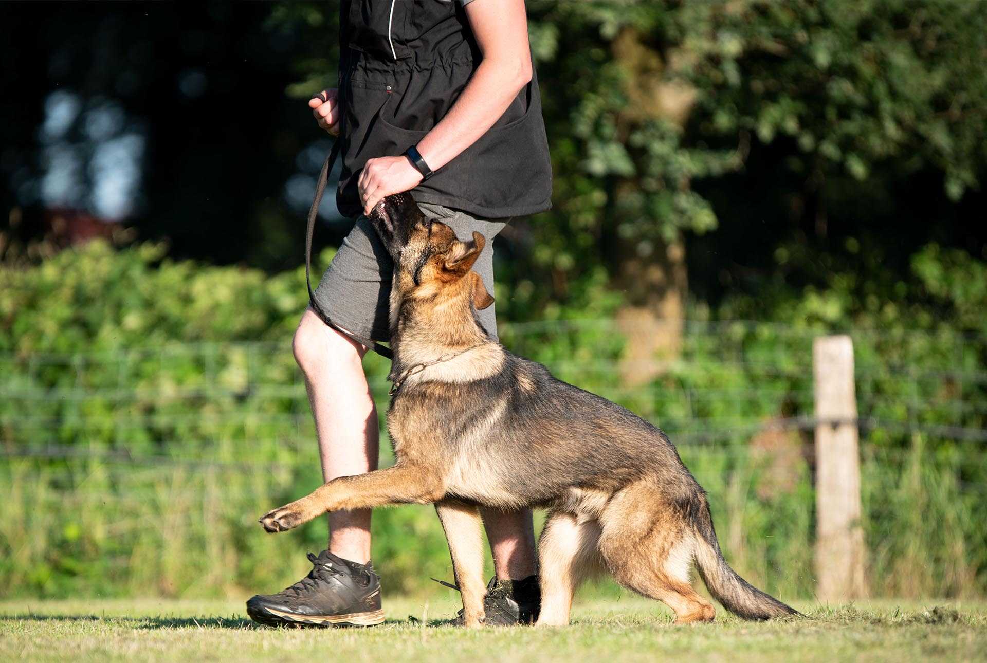How Do I Teach My German Shepherd To Heel? - Tips From Al The Dog Trainer -  YouTube