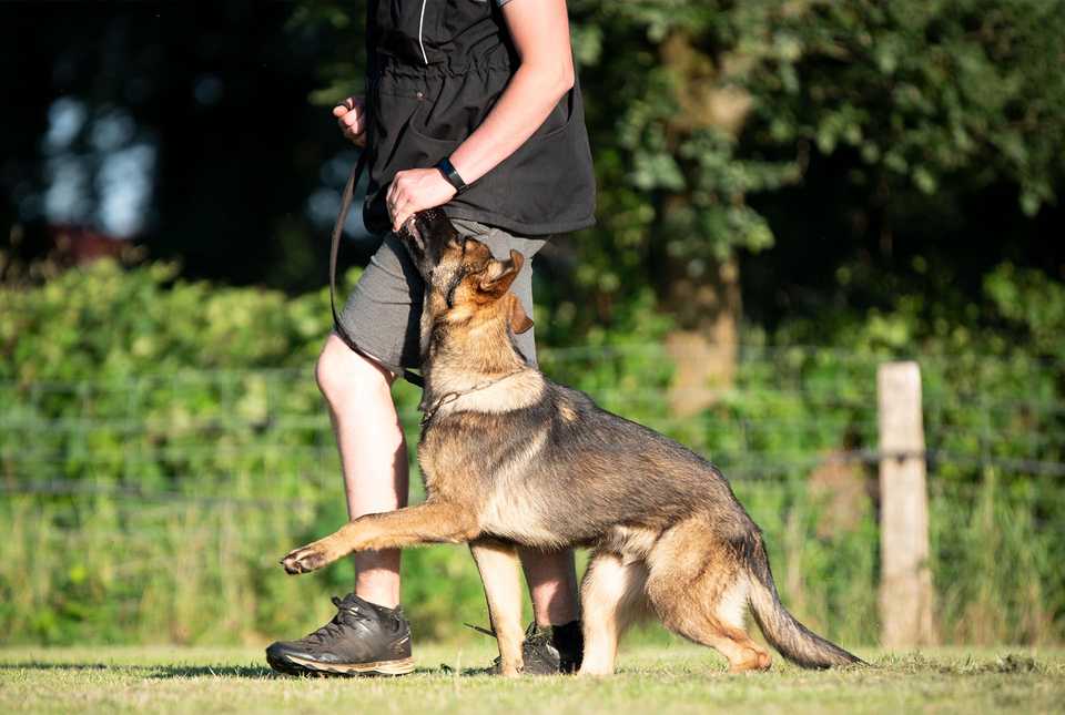 schutzhund heeling