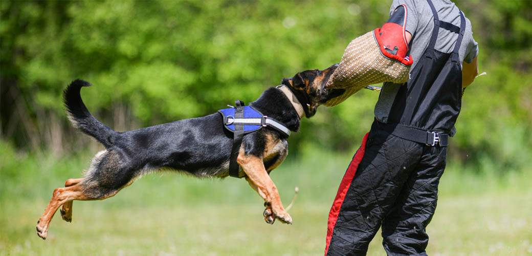 Helper wearing a bite sleeve working a German Shepherd Dog