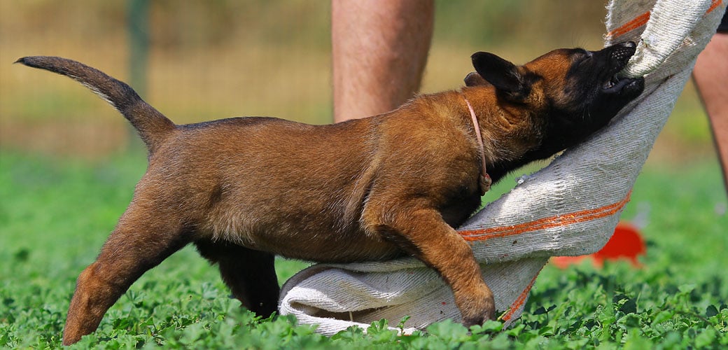 A Belgian Malinois puppy learning ragwork with a helper