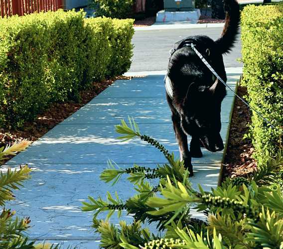 Reliable Pet Care photo 5