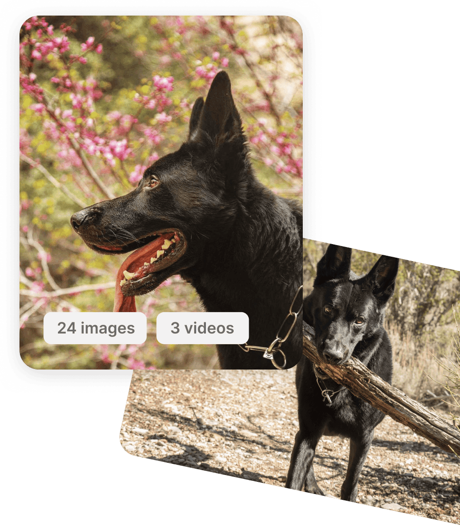 Stylized images of a black German Shepherd