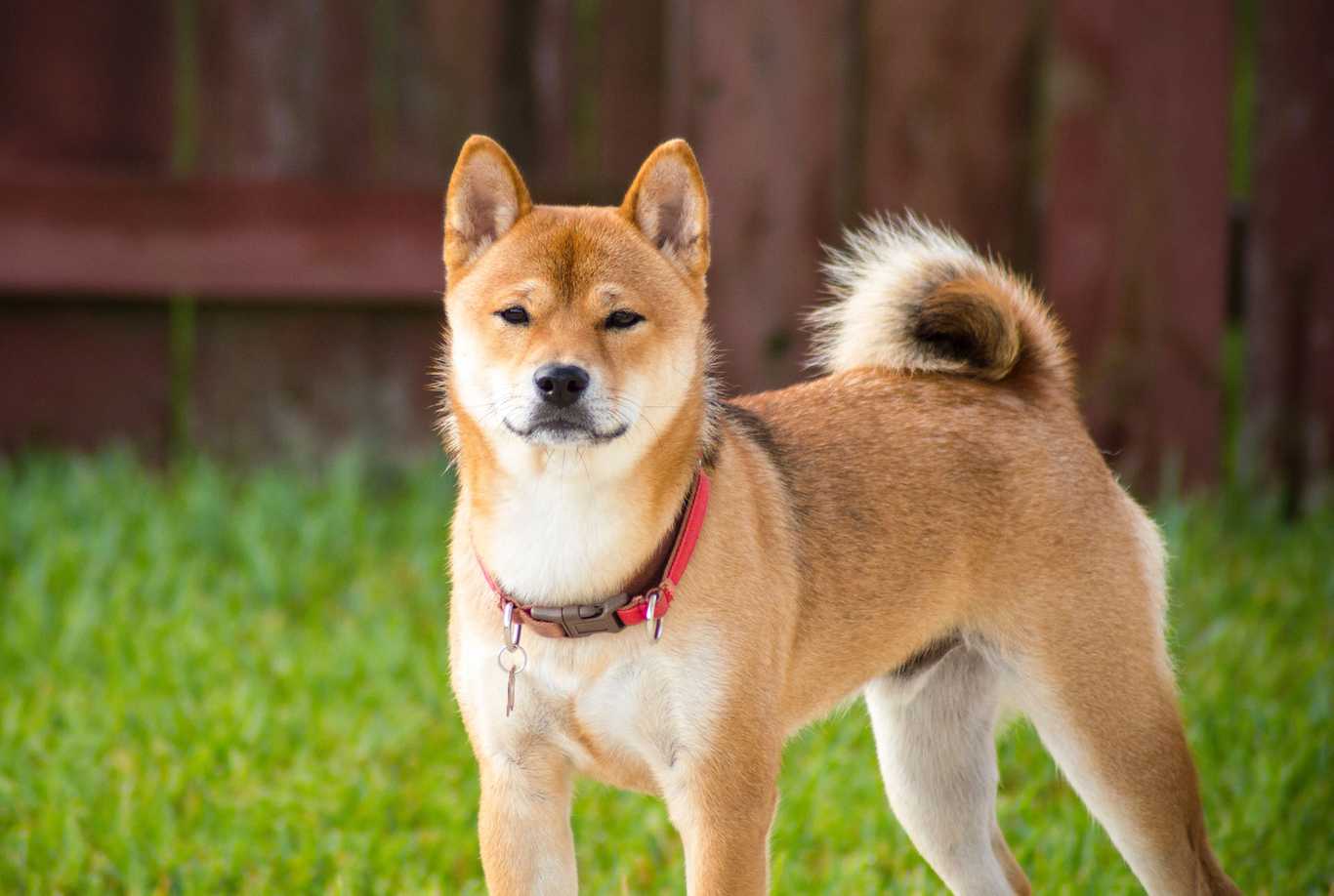 Moving to Japan With Your Dog