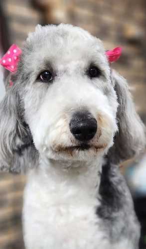 From Scruffy To Fluffy photo 1