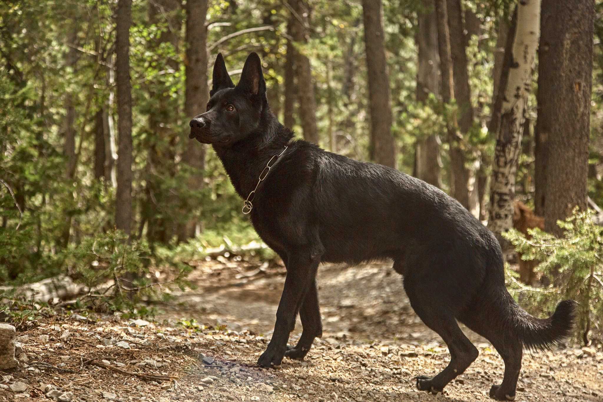 Image of a black German Shepherd