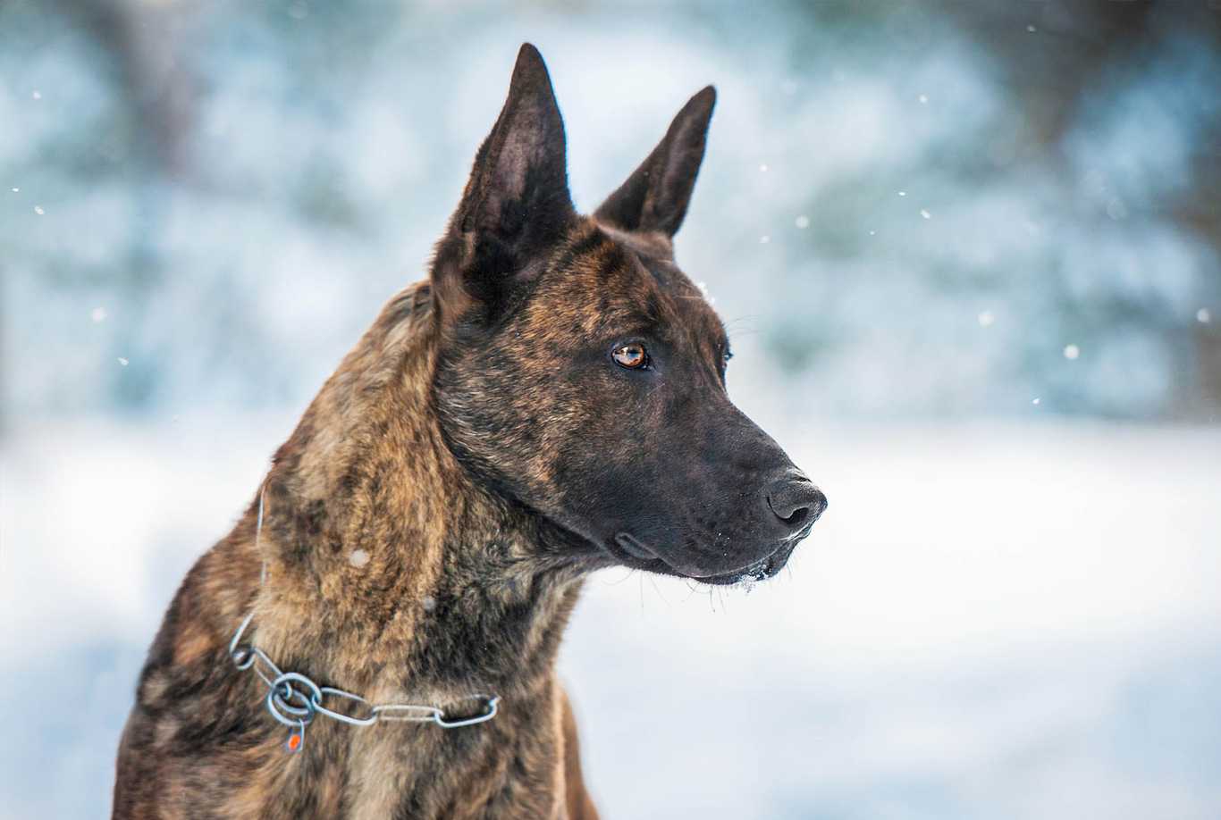 What's a Fur Saver Collar?